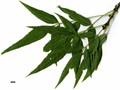SpeciesSub: subsp. syriaca SpeciesSub: subsp. syriaca